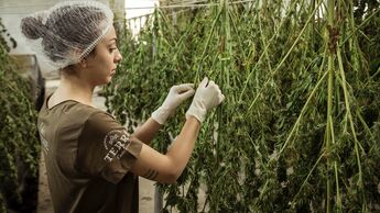 Canabis-Plantage