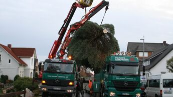 Ein Weihnachtsbaum fährt nach Berlin