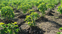 Jatropha als Biodieselbasis