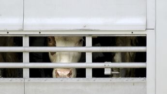 Kuh, Rind, schlachten, Tier, Transport, Transportmittel, Tiertransport, Gitter