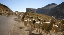 Lama-Herde mitten auf der Straße