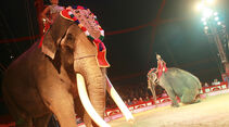 Löwen von MAN rollen für den Circus Krone