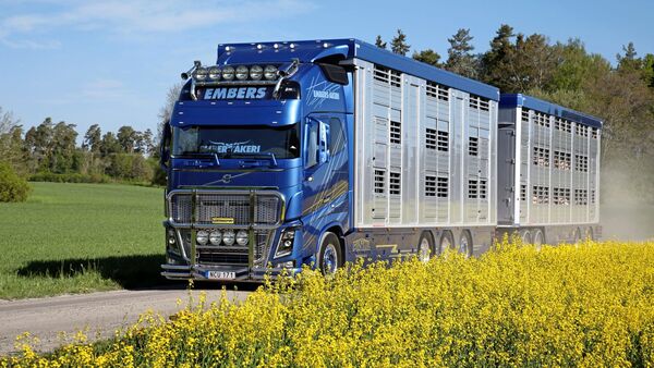 Supertruck Volvo FH lebend Viehtransport