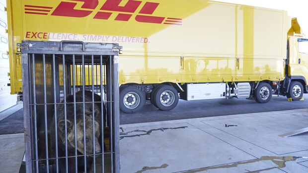 Transport der Braunbären durch DHL