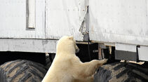 Tundra Buggy, Eisbär