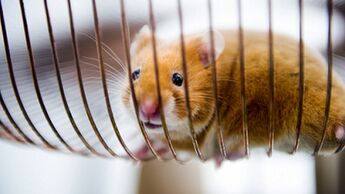 Volvo, Hamster Hamsterrad