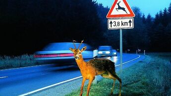 Vorsicht bei Wildwechsel!