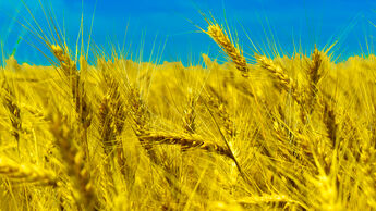 Weizenfeld in der Ukraine