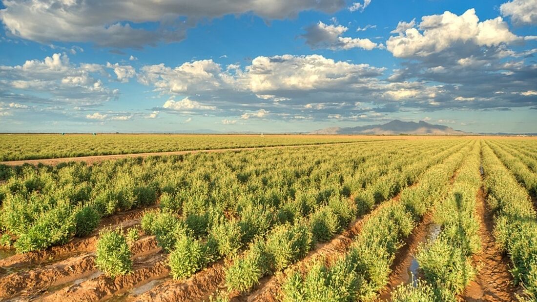Reifen aus Guayule