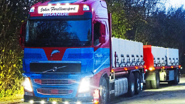 porträt, starke typen, forellen, fischtransport
