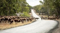 roadtrain, australien, lang-lkw
